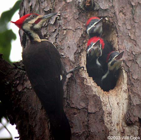 Pileated Woodpecker (Dryocopus pileatus) nest