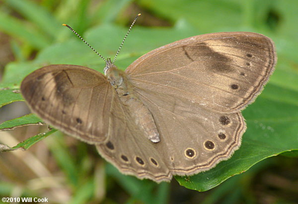 Appalachian Brown (Lethe appalachia)