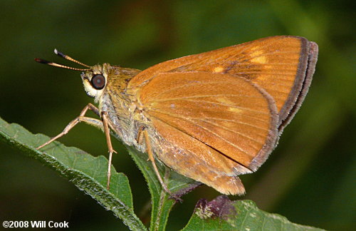 Byssus Skipper (Problema byssus)