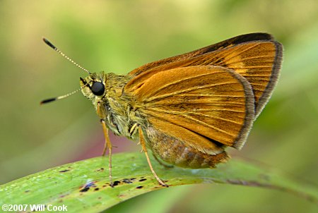 Byssus Skipper (Problema byssus)