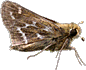 Cobweb Skipper ©2003 Will Cook