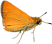 Delaware Skipper ©2003 Will Cook