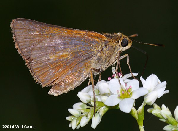 Dion Skipper (Euphyes dion)