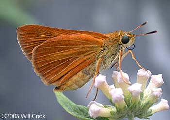 Dion Skipper (Euphyes dion)