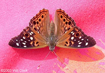 Hackberry Emperor (Asterocampa celtis)