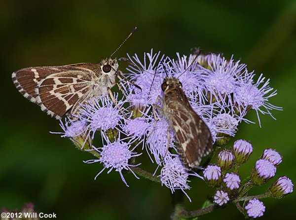 Lace-winged Roadside-Skipper (Amblyscirtes aesculapius)