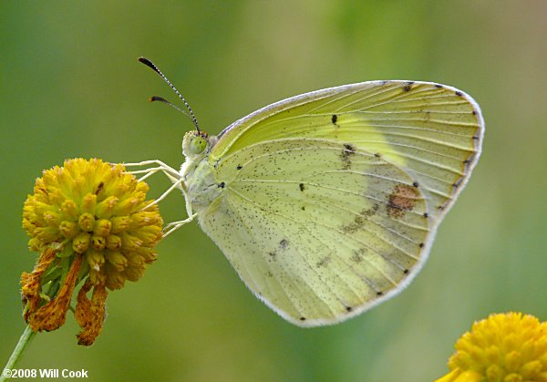 Little Yellow (Eurema lisa)