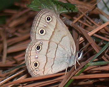 Little Wood Satyr (Megisto cymela)