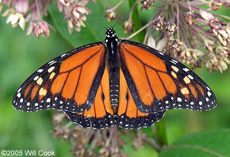 Monarch (Danaus plexippus)