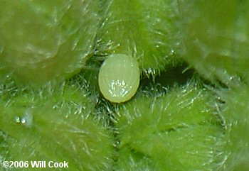 Monarch (Danaus plexippus) egg