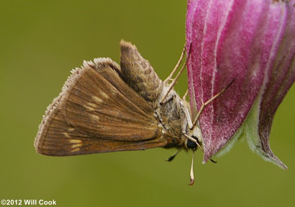 Northern Broken-Dash (Wallengrenia egeremet)