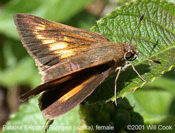 Palatka Skipper (Euphyes pilatka)