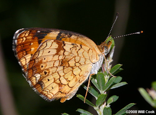 Pearl Crescent (Phyciodes tharos)