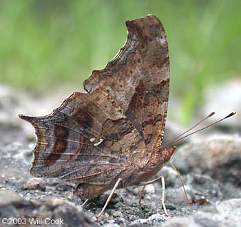 Question Mark (Polygonia interrogationis)