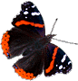 Red Admiral ©2002 Will Cook