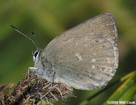 Sooty Hairstreak (Satyrium fuliginosum semiluna)