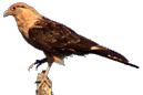 Yellow-headed Caracara © 2004 Will Cook