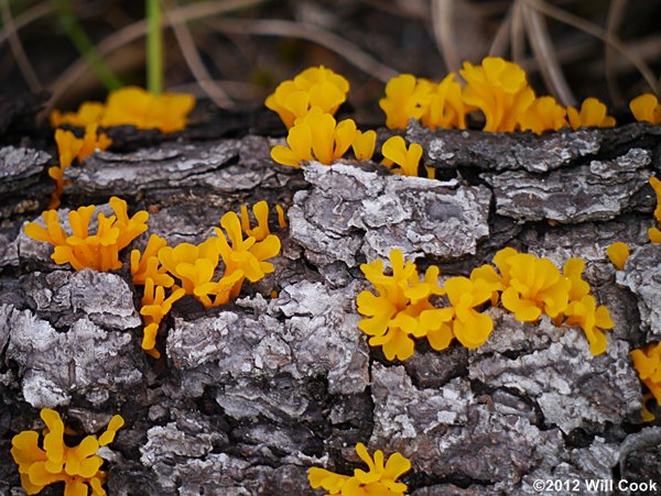 Orange Jelly, Orange Witches’ Butter (Dacrymyces chrysospermus)