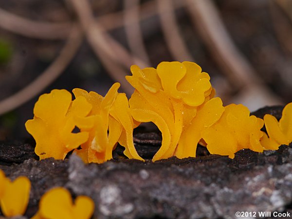 Orange Jelly, Orange Witches’ Butter (Dacrymyces chrysospermus)