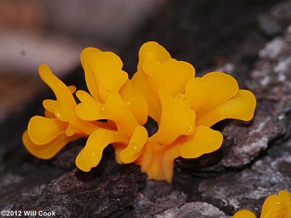 Orange Jelly, Orange Witches’ Butter (Dacrymyces chrysospermus)