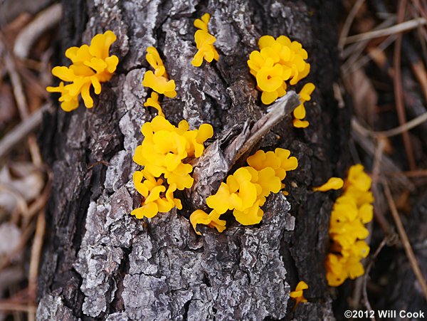 Orange Jelly, Orange Witches’ Butter (Dacrymyces chrysospermus)