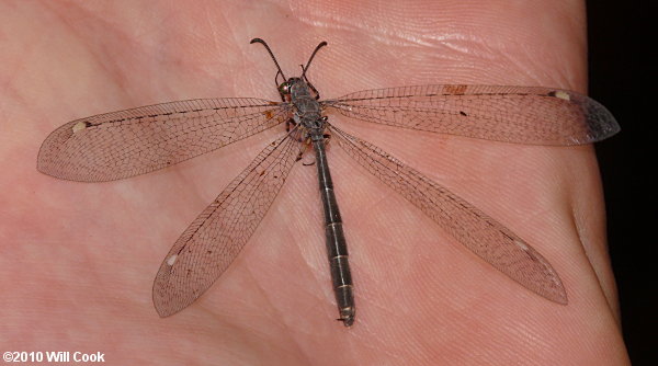 antlion1270029.jpg
