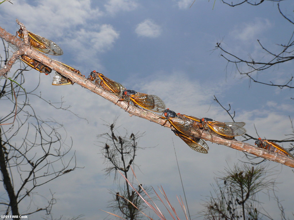 Periodical Cicada (Magicicada septendecim)