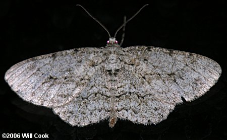 Ectropis crepuscularia - Small Engrailed