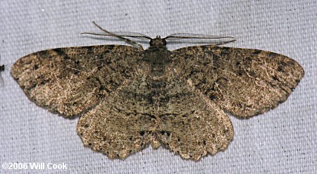Melanolophia canadaria - Canadian Melanolophia