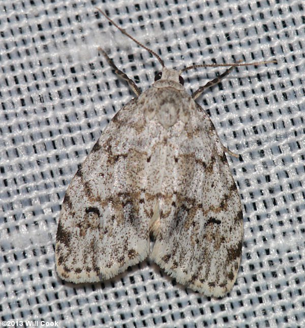 Clemensia albata - Little White Lichen Moth