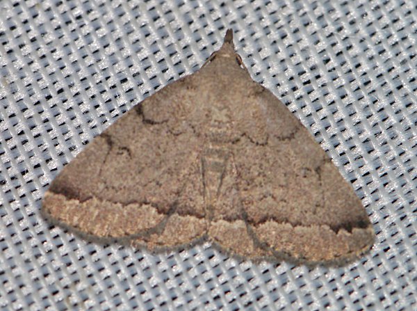 Zanclognatha theralis