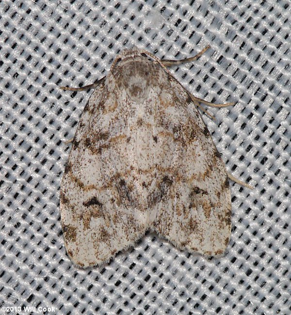 Clemensia albata - Little White Lichen Moth