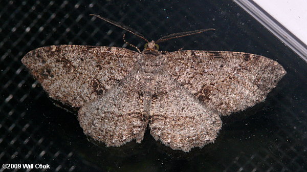 Melanolophia canadaria - Canadian Melanolophia