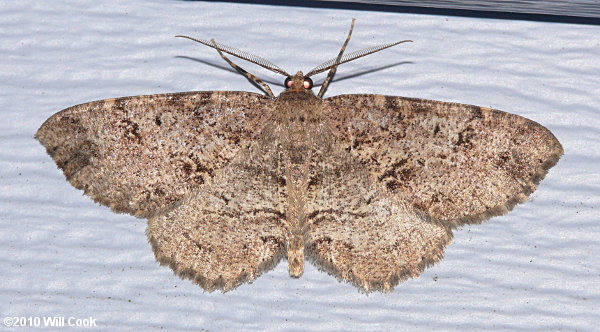 Melanolophia canadaria - Canadian Melanolophia