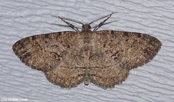 Melanolophia canadaria - Canadian Melanolophia