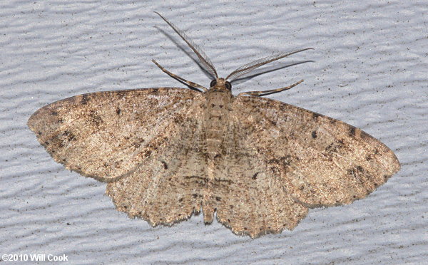 Melanolophia canadaria - Canadian Melanolophia