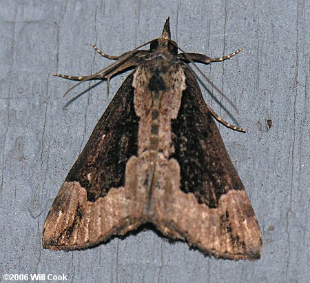 Hypena baltimoralis - Baltimore Bomolocha