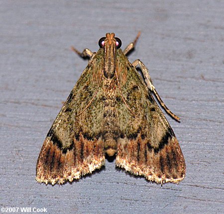 Epipaschia superatalis - Dimorphic Macalla