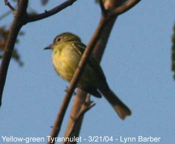 Yellow-green Tyrannulet (Phylloscartes flavovirens)