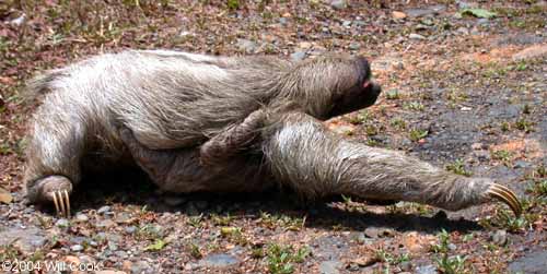 Three-toed Sloth Three-toed Sloth