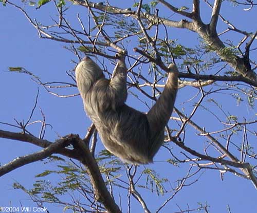 Two-toed Sloth Two-toed Sloth