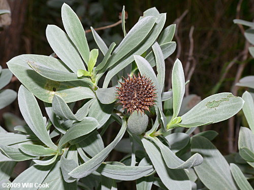 Seaside Oxeye (Borrichia frutescens)