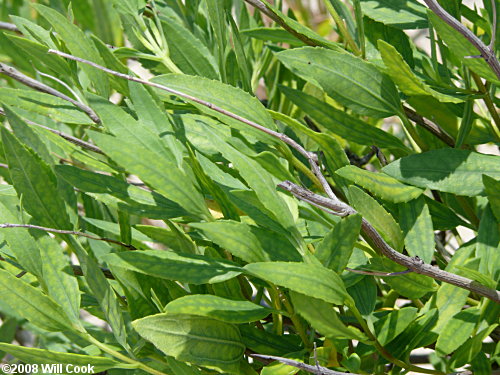 Southern Maritime Marsh-elder (Iva frutescens var. frutescens)
