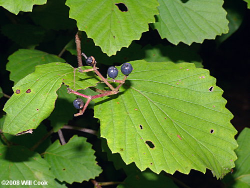 Southern Arrowwood (Viburnum dentatum)